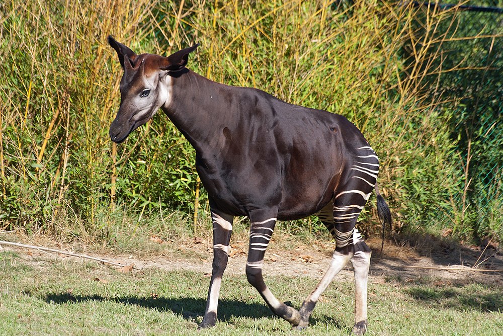 The average litter size of a Okapi is 1