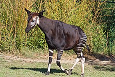 Saint-Aignan (Loir-et-Cher). Okapi.jpg