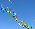Salix babylonica 'Tortuosa' - leaves and catkins