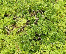 Salix arbuscula General view.JPG