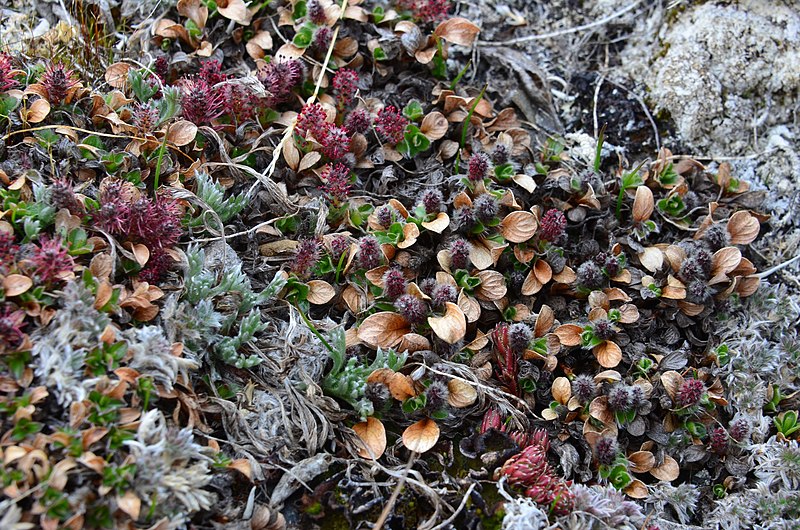 Файл:Salix phlebophylla-MW0158283-live.jpg