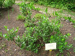 Salix phylicifolia