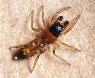 <i>Yepoella</i> Genus of spiders