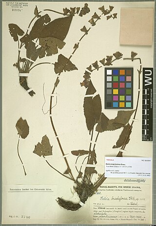 <i>Salvia brachyloma</i> Species of flowering plant