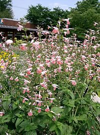 Salvia coccinea1.jpg