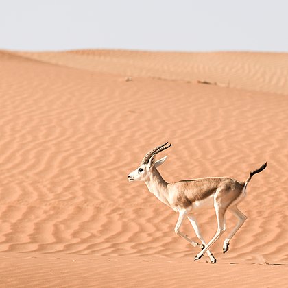 Desert animals. Пустыни и полупустыни Африки животные. Антилопы Сахары. Пустыни полупустыни Африки животный мир. Пустыня Намиб фауна.