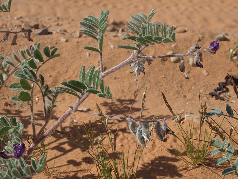 File:Sand rattle, Astragalus sabulonum (30145786091).jpg