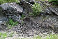 Sandorite lamprophyre with xenoliths (Sandor Dike, Neoarchean, 2.703 Ga; Route 17 roadcut northeast of Wasp Lake & north of Wawa, Ontario, Canada) 1 (48341232441).jpg