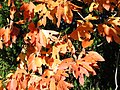 Closeup of Sassafras albidum in autumn foliage.