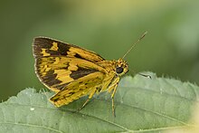 Savanna pathfinder skipper (Pardaleodes incerta murcia) Nyamebe Bepo.jpg