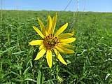 Helianthus grosseserratus, or sawtooth sunflower