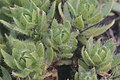 Saxifraga sedoides Blattrosetten