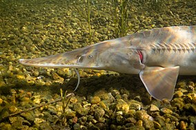 Scaphirhynchus albus (Pallid sturgeon) FWS 23610.jpg