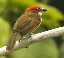 Napo River Island / Near Sacha Lodge - Ecuador Scarlet-crowned Barbet.jpg