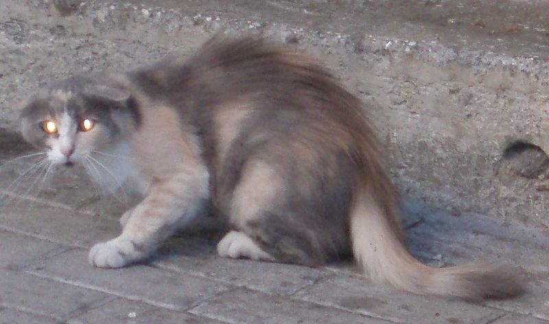 File:Scarry Cat 2 (H.I.).jpg
