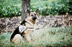 A West German customs dog (Zollhund) on the inner German border in 1984 SchaeferhundZoll1984.jpg