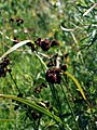 Scirpus atrovirens NRCS-2.jpg