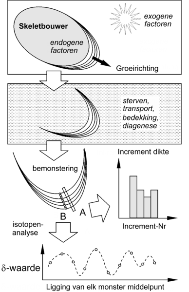 File:Sclerochronologie-Nl.png