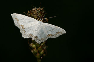 <i>Scopula ornata</i> Species of geometer moth in subfamily Sterrhinae