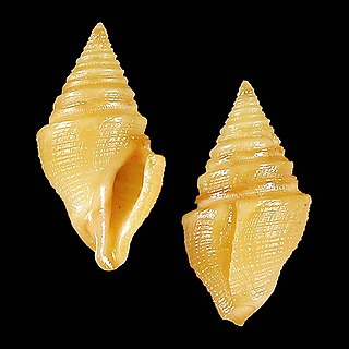 <i>Microdrillia rhomboidales</i> Species of gastropod