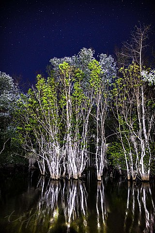 <span class="mw-page-title-main">Shark River Slough Archeological District</span> Historic district in Florida, United States