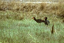 Sharp-tailed ibis foraging Sharp-tailed Ibis - Venezuela 90Image23 (15418279502) (2).jpg