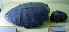 Turtle fossils from Sheppey Sheppey turtles.jpg