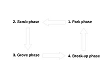 The four phases of vegetation succession according to the hypothesis: In the park phase, grassland and heath prevail. In the scrub phase they get invaded by thorny shrubs, which in turn provide protection for tree saplings. Then, in the grove phase, the saplings grow up and displace the nurse bushes. Eventually, in the break-up phase, the trees start to die, the groves thin out and grassland species return. Shifting Mosaics Model.jpg