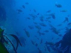 Shoal of Hottentot seabream