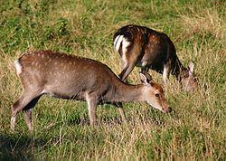 Sikahjort, Skandinavisk Dyrepark. Foto: Malene Thyssen, september 2005