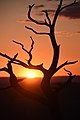 * Nomination Silhouetted tree at sunset Juliancolton 02:02, 11 March 2017 (UTC) * Promotion That's quite nice. -- Ikan Kekek 02:29, 11 March 2017 (UTC)