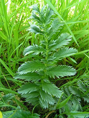 Silverweed leaf 800.jpg