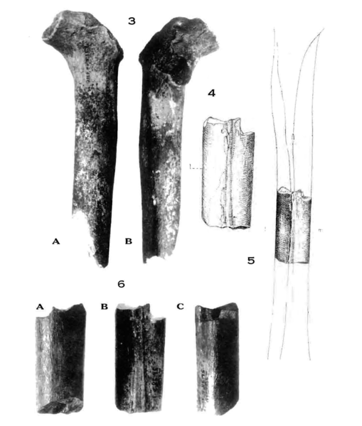 File:Sinanthropus Femora I and II.png