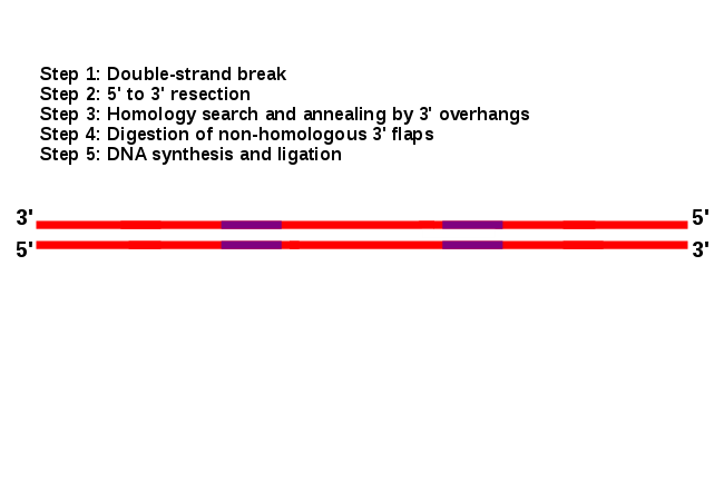 Figure 6. Recombination via the SSA pathway occurs between two repeat elements (purple) on the same DNA duplex, and results in deletions of genetic material.  (Click to view animated diagram in Firefox, Chrome, Safari, or Opera web browsers.)