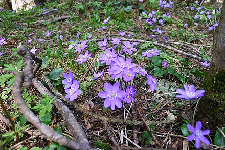 Sinivuokkoja (common hepatica) in the April forest