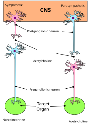 Sistema Nervioso Autonomo.svg