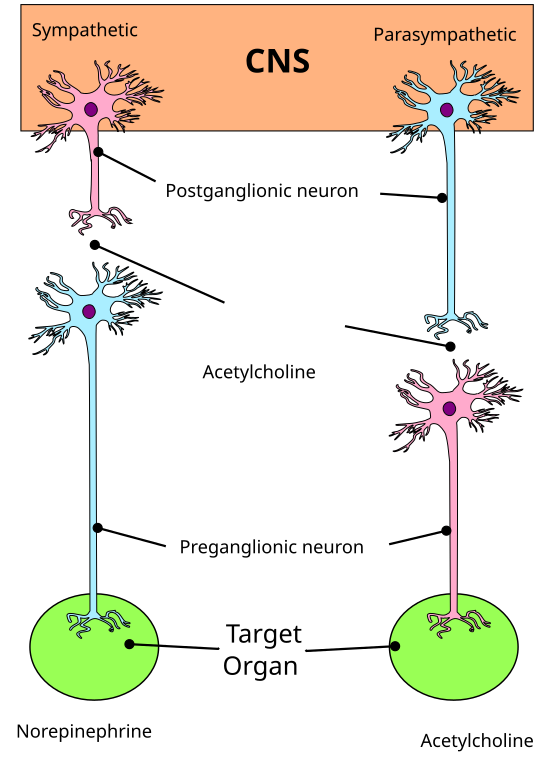 Sistema - Wikipedia