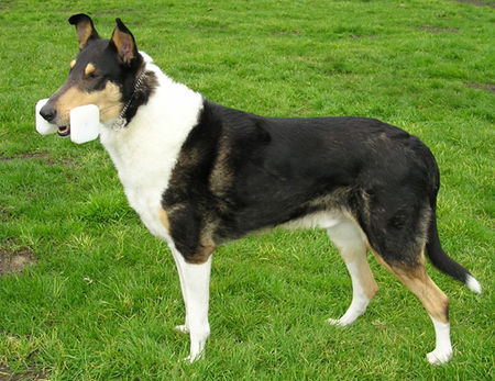 Collie_licin