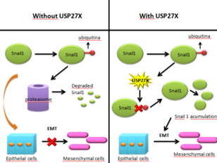 Snail 1 regulation by USP27X Snail 1 regulation by usp27x.png