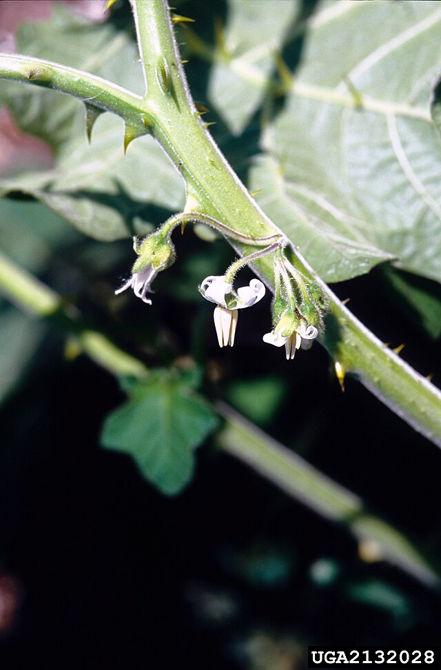 Description de l'image Solanum viarum 2132028.jpg.