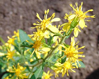 <i>Solidago macrophylla</i> Species of flowering plant