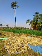 Sorghum in Egypt1.jpg