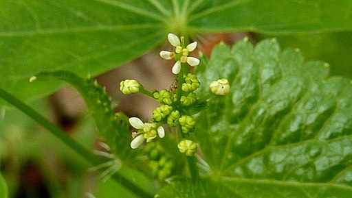 Spananthe paniculata Jacq. - Flickr - Alex Popovkin, Bahia, Brazil (2)