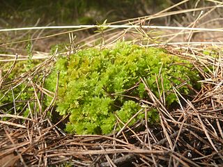 <i>Sphagnum compactum</i> Species of moss