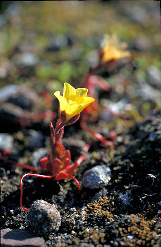<i>Saxifraga flagellaris</i> Species of saxifrage
