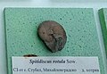 en:Spitidiscus rotula Sowerby, Lower en:Hauterivian, NW of Stubel, Montana Province at the en:Sofia University "St. Kliment Ohridski" Museum of Paleontology and Historical Geology