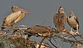 Spot-billed Pelican (Pelecanus philippensis)- Adult with Immatures at nest in Garapadu, AP W IMG 5283.jpg