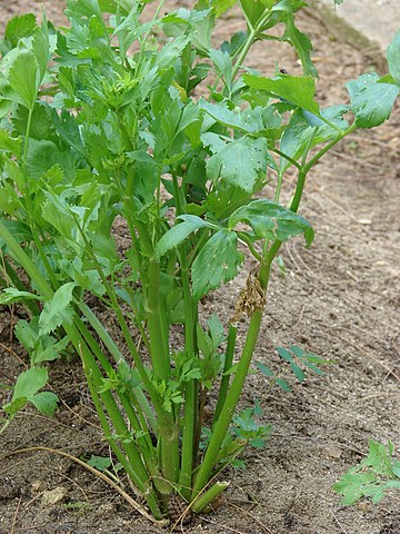 نبات الكرفس Celery (Apium graveolens)  في الحقل