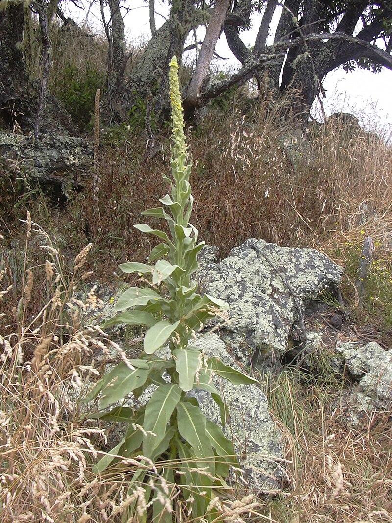 Starr 040723-0030 Verbascum thapsus.jpg