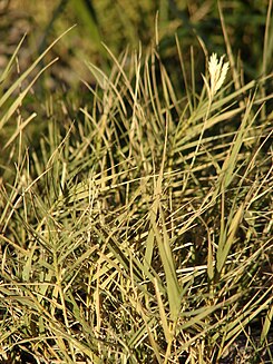 Starr 071224-0596 Distichlis spicata.jpg